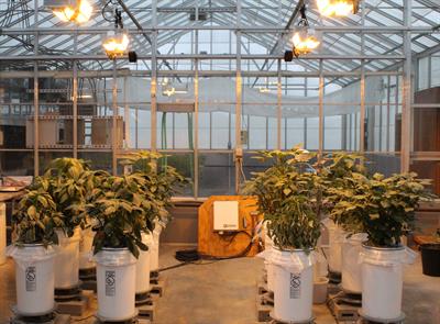 Transpiration response of palmer amaranth (Amaranthus palmeri) to drying soil in greenhouse conditions
